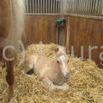 Atlantica (Annafried x Liz. Barolo)