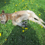 Sumo (Galifaxi x Shaggy)