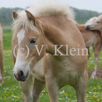 Lanika (Letizia x Liz. Barolo)