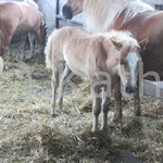 Sanni (Sissi x Liz. Barolo)