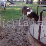 Crocette (Cenia x Shaggy)