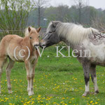 Resel (Raina x Liz. Barolo)