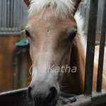 Seefahrer (Svea x Liz. Seewind)