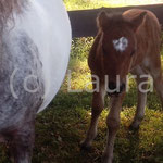 Stabilo (Conchtia x Shaggy)