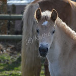 Lori (Lottes Lara x Liz. Alphonso)
