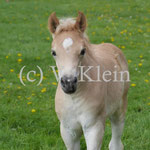 Simone (Svea x Nevitano)