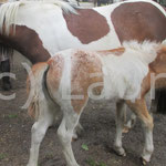 Christel (Chrissi x Shaggy)