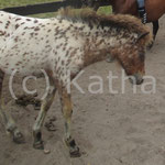 Galetta (Gina x Shaggy)