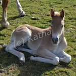 Halena (Hirtin x Wirbelsturm-P)