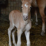 Melisso (Laluna x Maisturm)