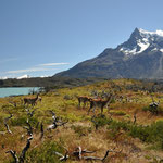 Überall hat es Guanacos