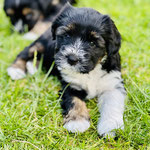Nouri, Tibet Terrier Hündin als Welpe, neugierig und fröhlich im Garten