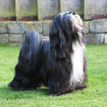 Tibet Terrier Hündin Luna - aufmerksam und in Pose auf dem Rasen bei Dog's Wisdom