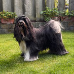 TibeT Terrier Nouri - liebevolle, kluge Familienhündin aus der Hobbyzucht Dog's Wisdom