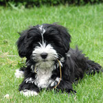 Luna, Tibet Terrier Welpe, ruhig und verspielt im Garten von Dog's Wisdom