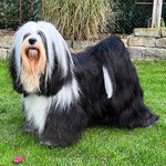 Tibet Terrier Gin - freundlicher Familienhund bei Dog's Wisdom