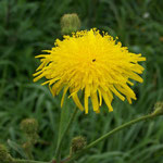 Ackergänsedistel (Sonchus arvensis)  (Foto: Lothar Kalok)