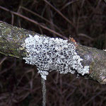 Flechte Physcia aipolia auf Weide, Merlau (Foto: Lothar Kalok)