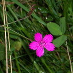 Heidenelke im Rainsbachtal (Foto: Lothar Kalok)