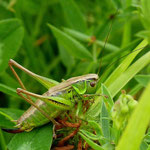 Roesels Beißschrecke  (Metrioptera roeselii), Rainsbachtal. <br>Foto: Eva-Maria Kalok
