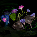 Trichterblumen