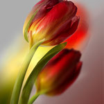 Tulpen