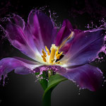 Lila Splash