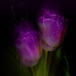 TulpenII