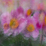 Rain on the Windows