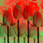 Redgarden