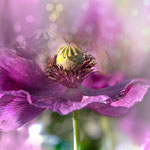 Mohnblüte