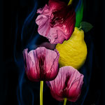 Tulpen mit Zitrone