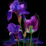 Lila Tulpen