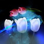 Turbotulpen
