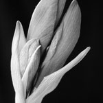 Formen II