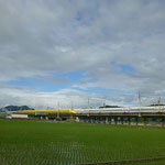 田植えが済んだ水田の向こうを走るドクターイェロー（上り）と新幹線（下り）のツーショット（2022.6.7）近江八幡市