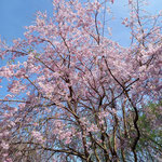 満開の枝垂れ桜（2024.4.10）びわ湖文化公園