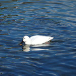 今年も帰ってきた白鴨（2022.12.15）びわ湖文化公園