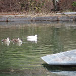 白鴨が今年も帰ってきました（2021.12.31）県立びわこ文化公園