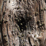 樹木の穴にミツバチ（2021.10.23）湖南市善水寺境内