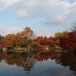 紅葉（滋賀県立文化公園）（2020.11）