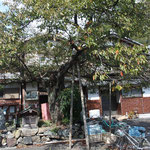 沖島コミュニティセンター前の柿本人麻呂の句碑と桜の木（かつてはこの付近がびわ湖湖岸だったそう。現在は埋め立て）