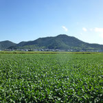 八幡山と大豆畑（2021.9.21）（近江八幡市）