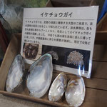 びわ湖の真珠の母貝、イケチョウガイ（淡水真珠の形状はそれぞれ異なり個性的）