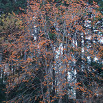 葉が落ちたその後の山柿（県立文化公園）（2020.12.27）