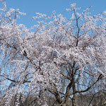 満開の枝垂桜（2023.3.29）大津市