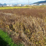 もうすぐ収穫大豆畑（2022.11.14）湖南市甲西地区