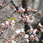 桜の木とメジロ（2022.3.30）