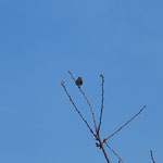 桜の木にとまる鳥（2022.3.30）