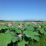 蓮の花と比良山（2021.8.5） 近江八幡市